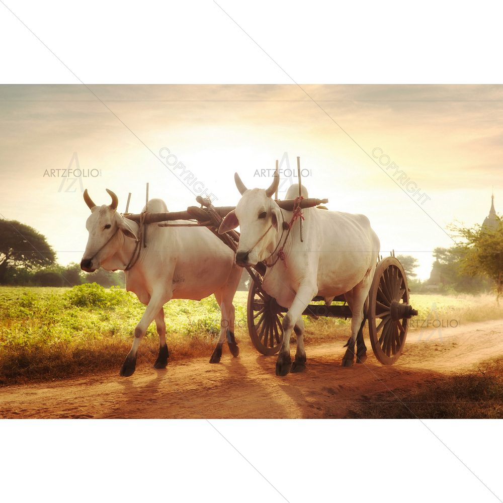 Asian Rural Landscape with Oxen, Myanmar D2 — custom-size art design 5010608