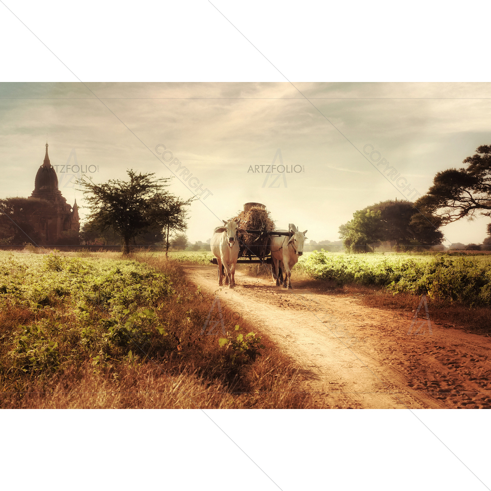 Asian Rural Landscape with Oxen, Myanmar D3 — Animals custom art by ArtzFolio