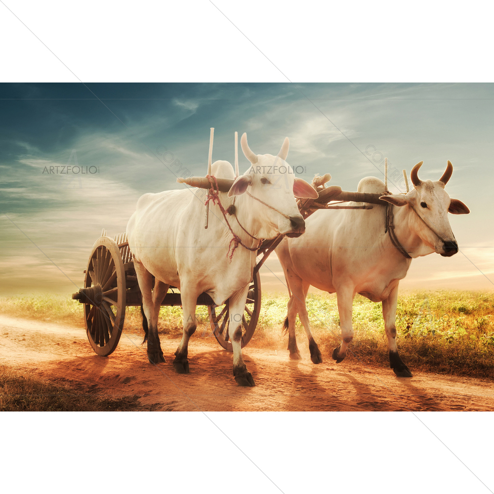 Asian Rural Landscape with Oxen, Myanmar D4 — Animals custom art by ArtzFolio