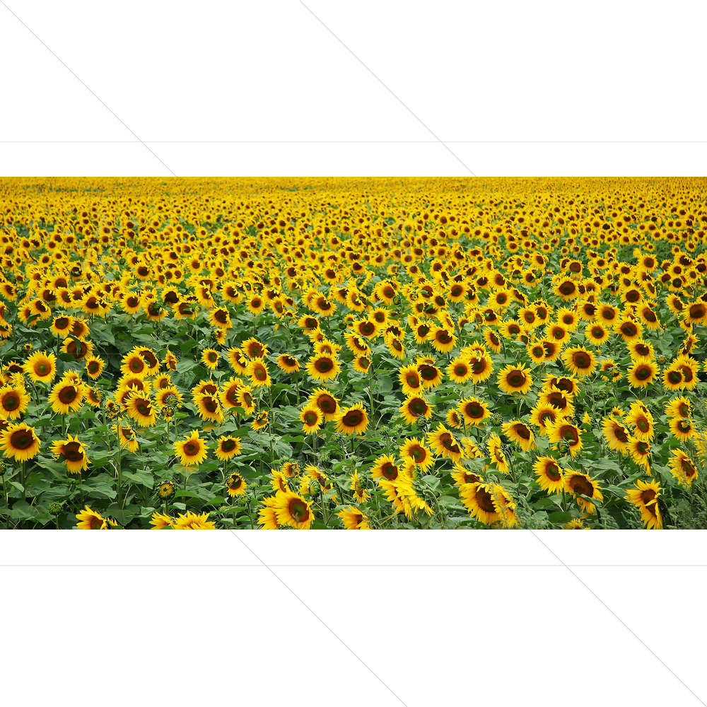 Sunflowers in Farm Field — Devotional custom art by ArtzFolio