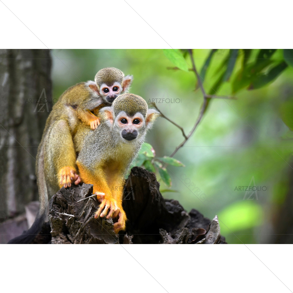 Squirrel Monkey with Baby — Animals custom art by ArtzFolio