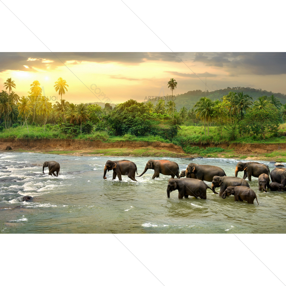 Elephants in River — custom-size art design 5010662