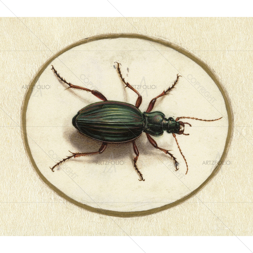Beetle, Jan Augustin, 1690-1700 — Ancient custom art by ArtzFolio