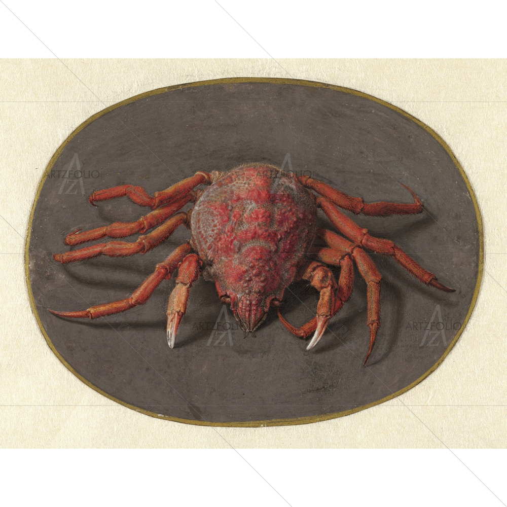 Crab, Jan Augustin Van Der Goes, 1690-1700 — custom-size art design 5010752