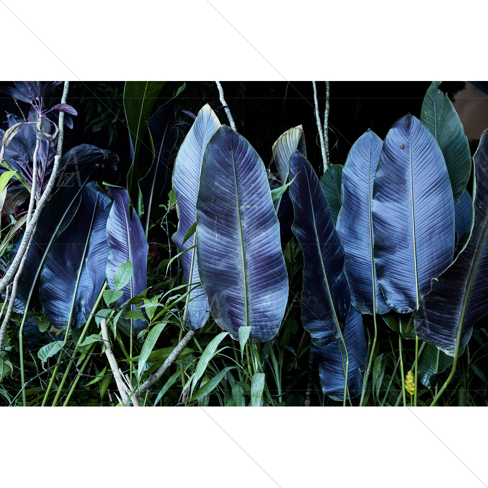 Rain Forest Jungle — custom-size art design 5010773
