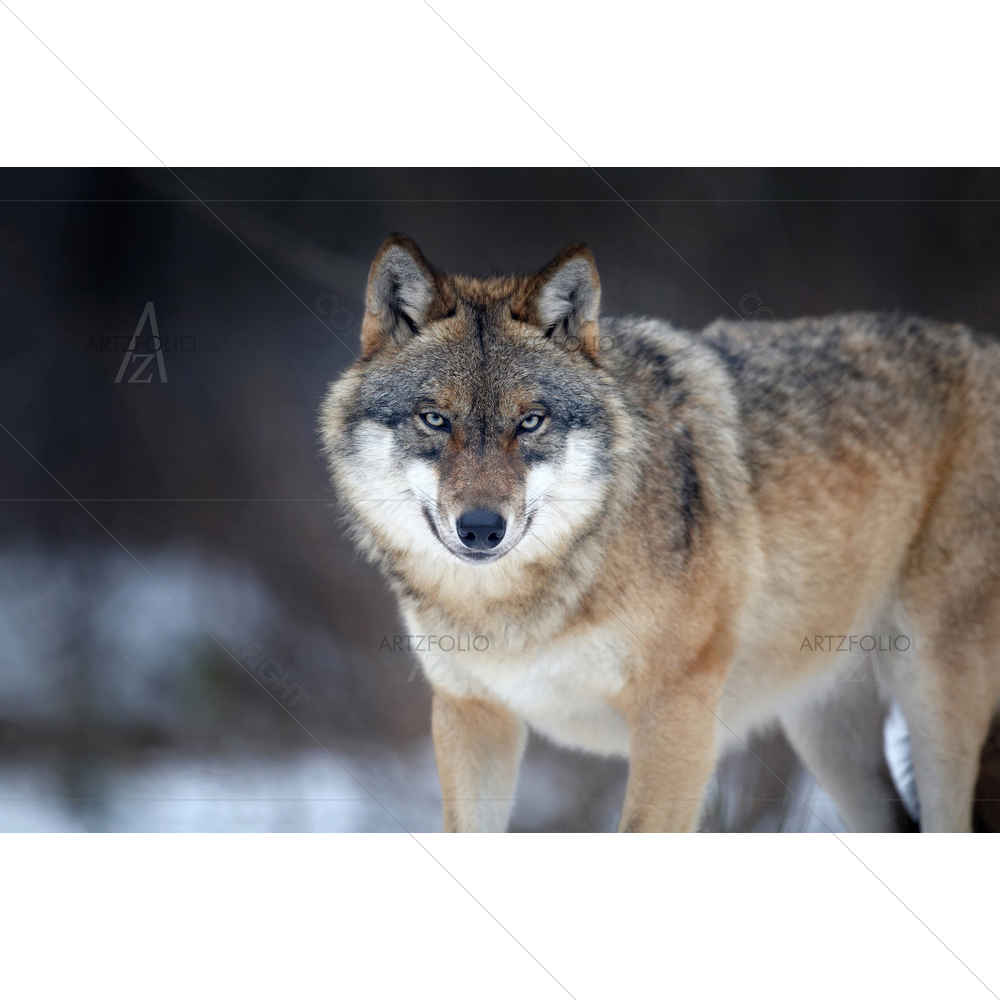 Eurasian Wolf Portrait — Animals custom art by ArtzFolio