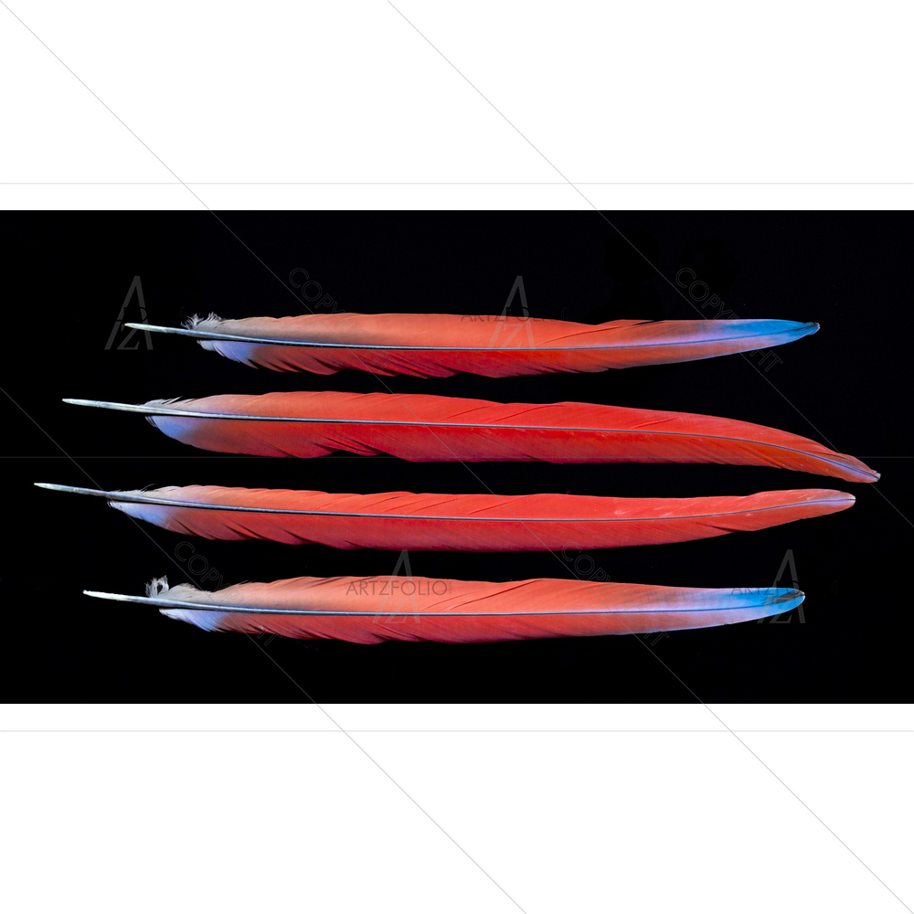 Colorful Feathers — custom-size art design 5010906