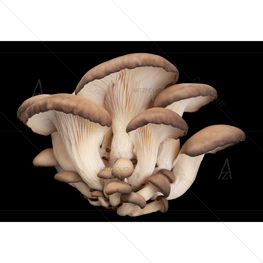 Oyster Mushroom — custom-size art design 5011099