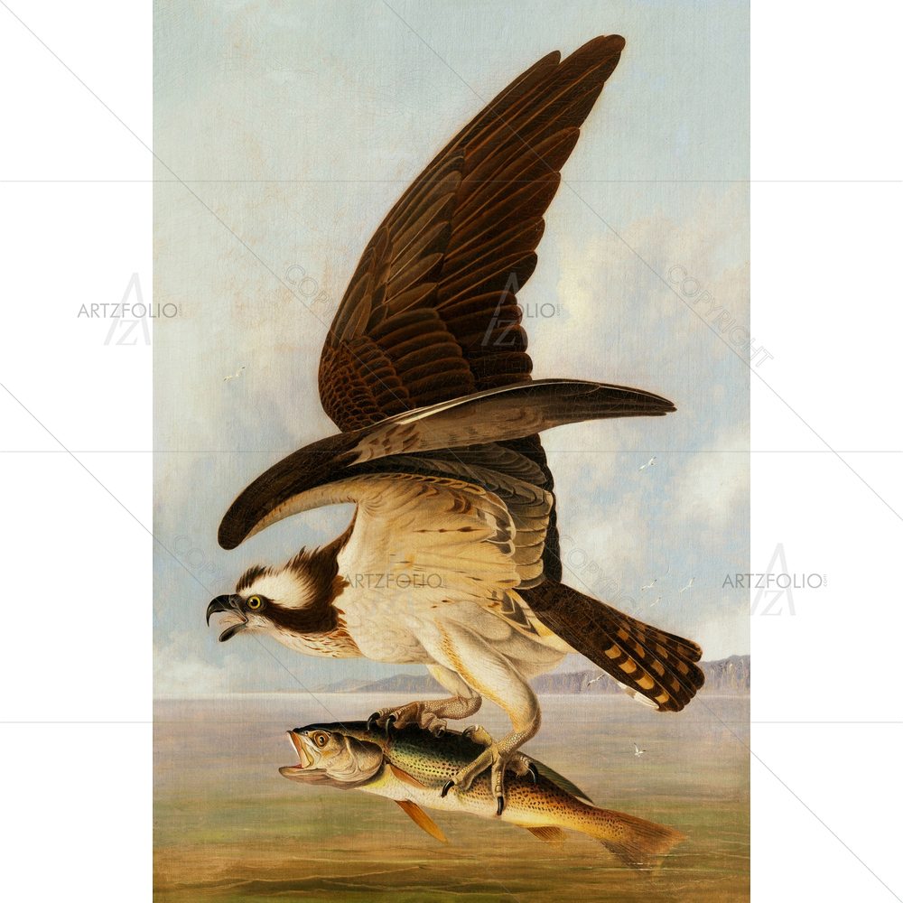 Osprey and Weakfish, John Audubon, 1829 — American custom art by ArtzFolio