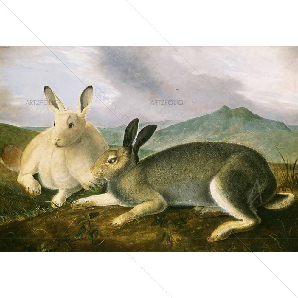 Arctic Hare, John James Audubon, 1841 — American custom art by ArtzFolio