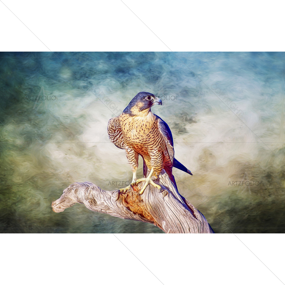 Peregrine Falcon Portrait — custom-size art design 5011266