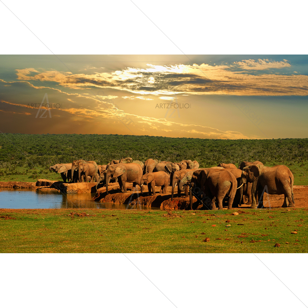 Herd of Elephants Drinking Water, Africa — custom-size art design 5011268