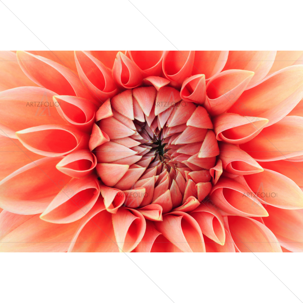 Coral Colored Dahlia — Others custom art by ArtzFolio