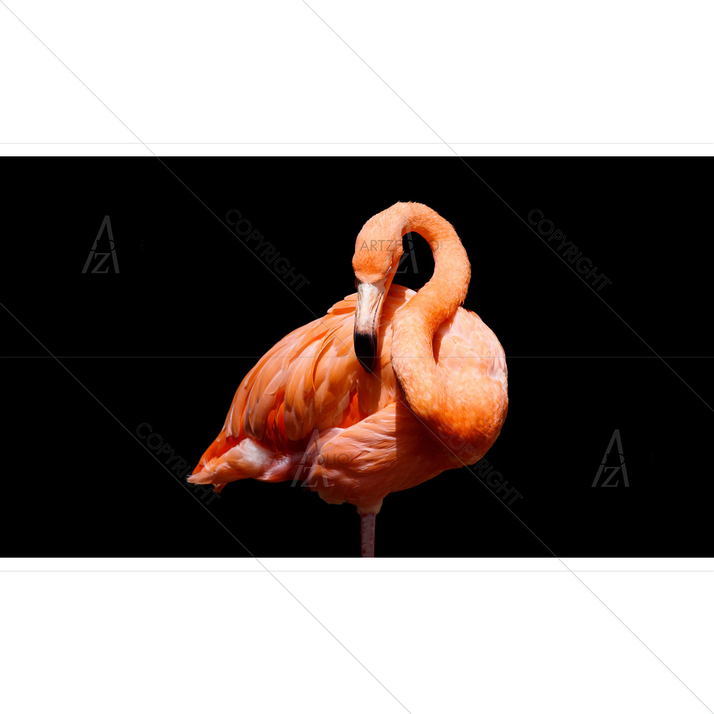 Flamingo under Light — custom-size art design 5011362