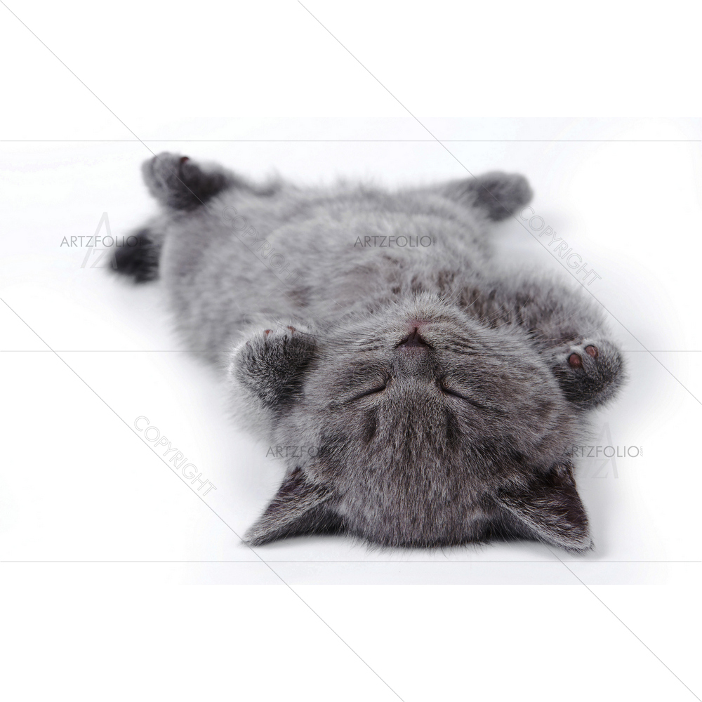 British Kitten Lying on His Back — Animals custom art by ArtzFolio
