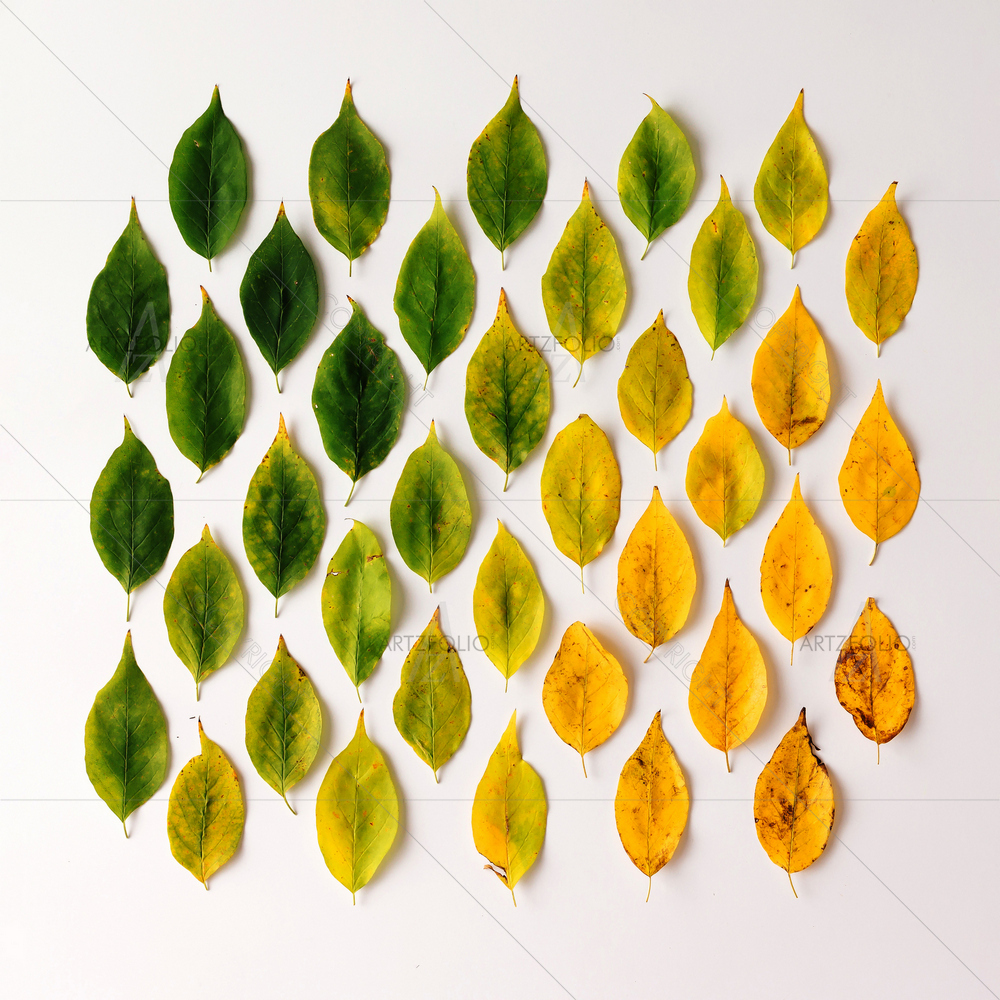 Colorful Autumn Leaves — custom-size art design 5011406