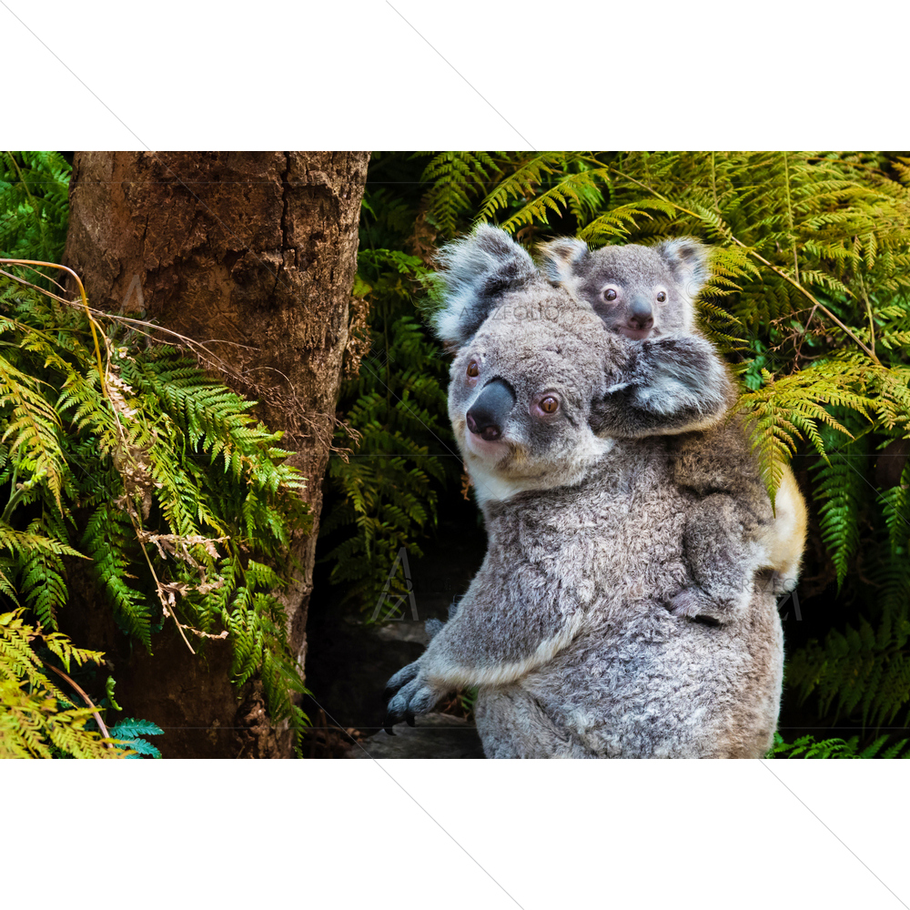 Australian Koala Bear — custom-size art design 5011423