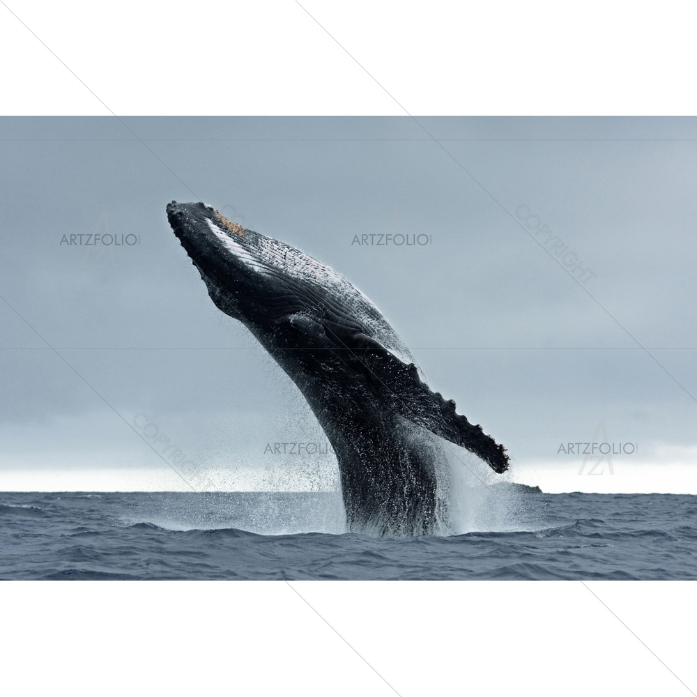 Humpback Whale, Tonga — Animals custom art by ArtzFolio