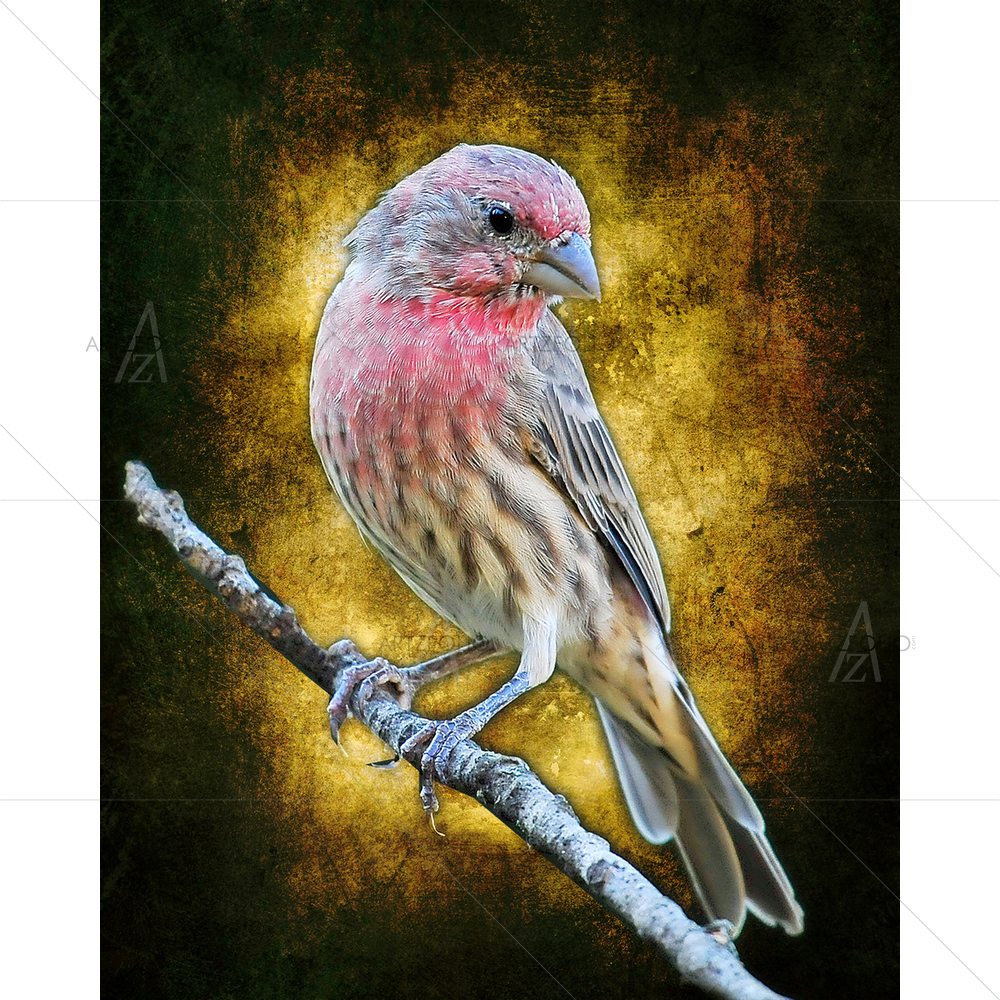 Yellow Finch — Animals custom art by ArtzFolio