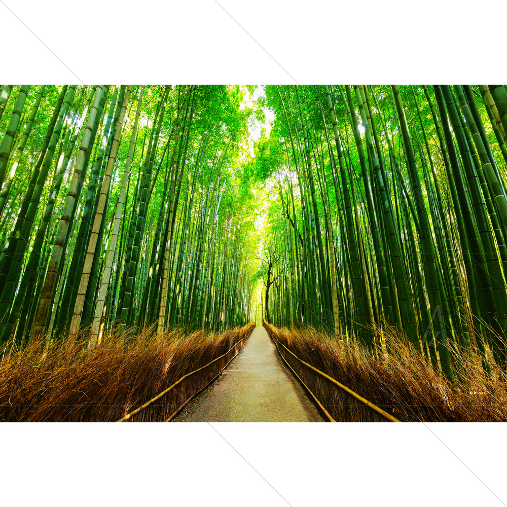 Arashiyama Bamboo Forest, Kyoto Japan — Botanical custom art by ArtzFolio