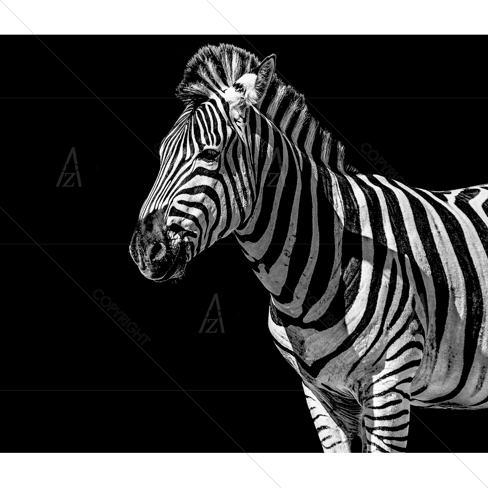 Monochrome Zebra — custom-size art design 5011472