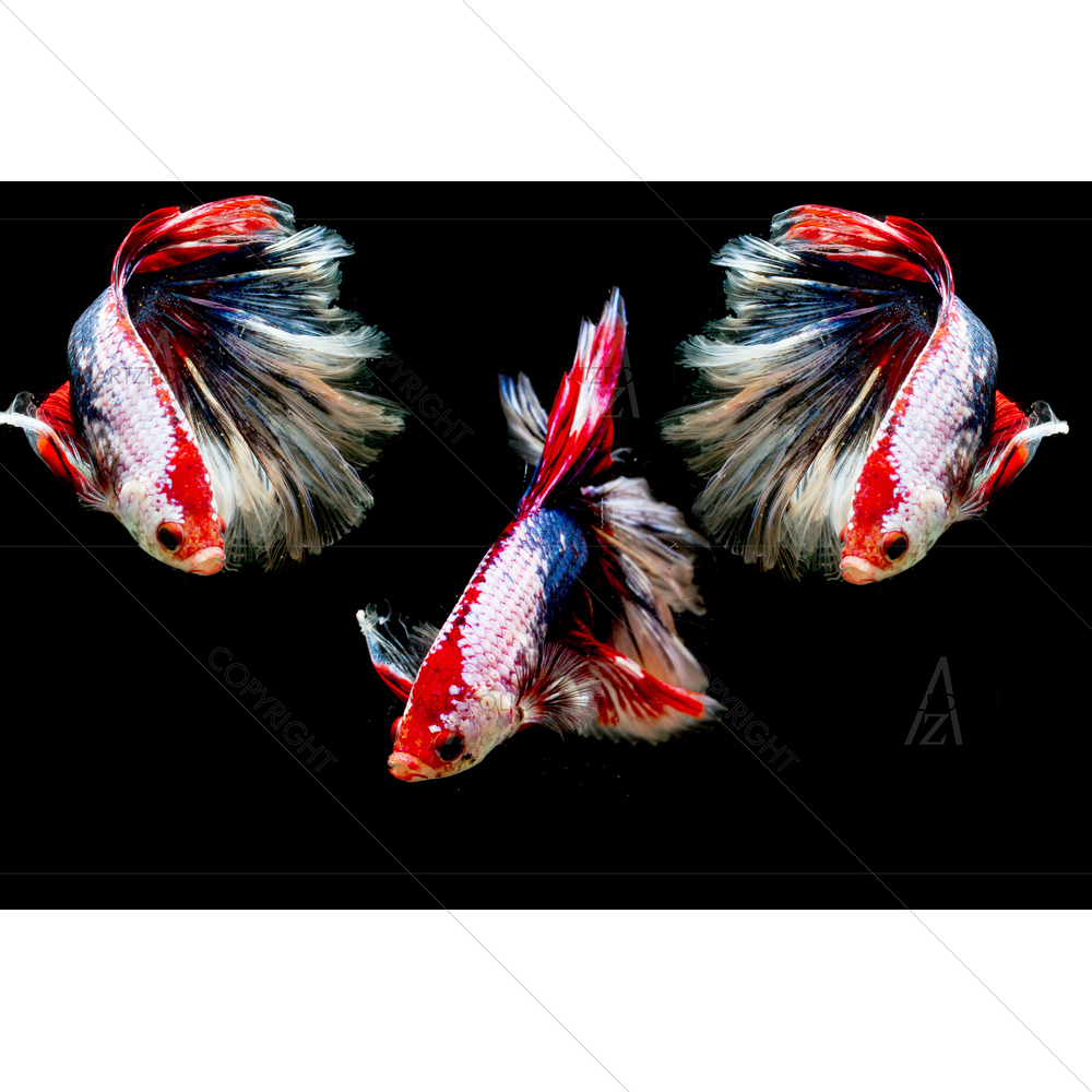 Betta Fish and Asian Call Siamese Fighting Fish — custom-size art design 5011494