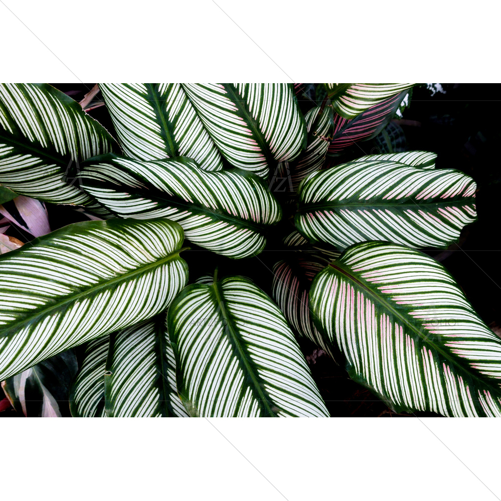 Striped Leaves — Botanical custom art by ArtzFolio