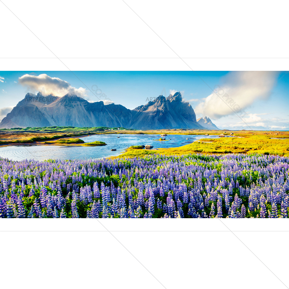 Lupine Flowers on Stokksnes Headland — Devotional custom art by ArtzFolio