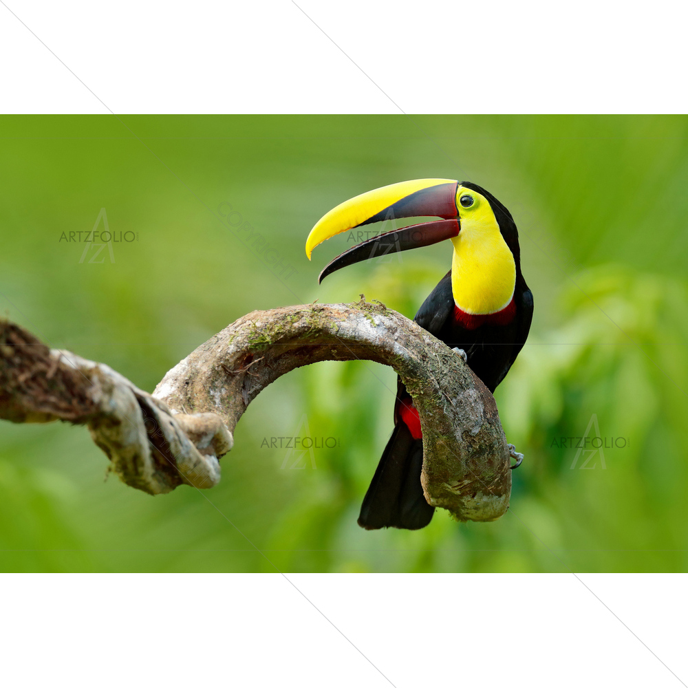 Chesnut-Mandibled Toucan Bird — custom-size art design 5011532