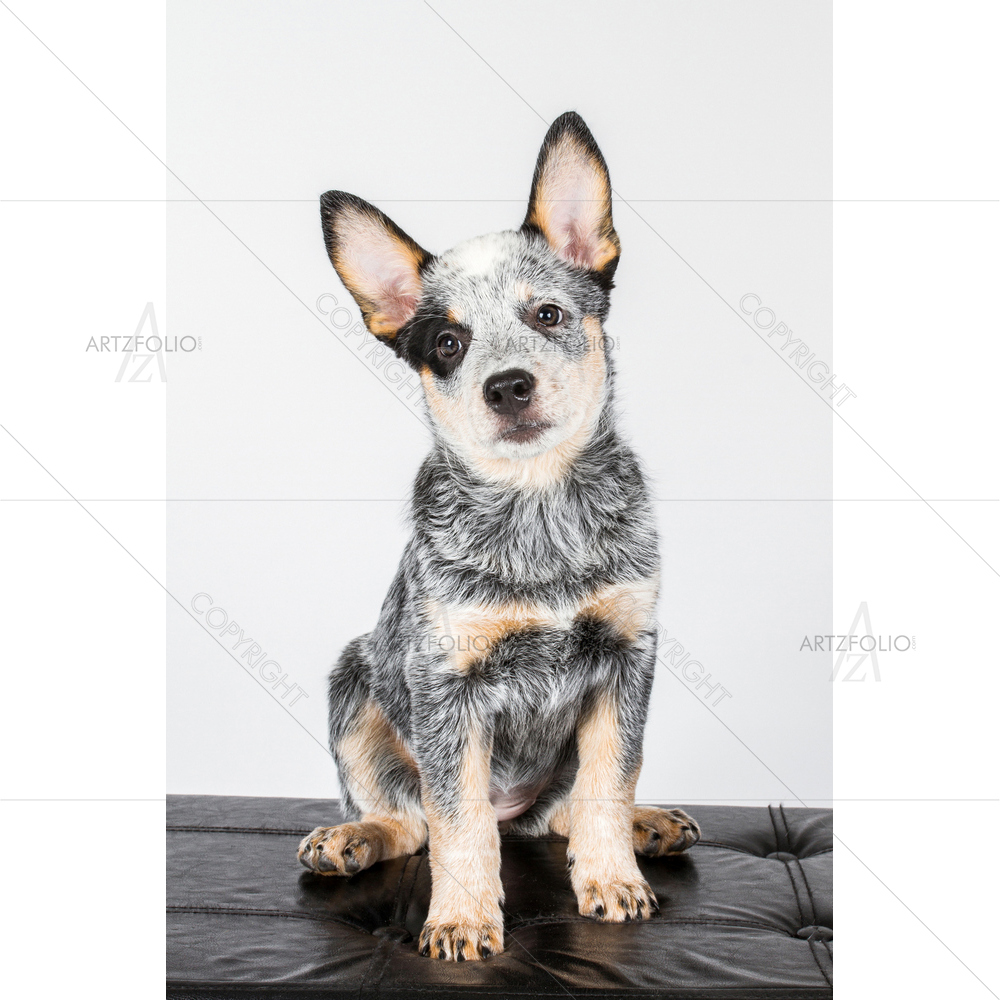 Australian Cattle Puppy — custom-size art design 5011538