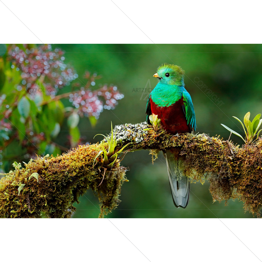 Savegre in Costa Rica with Green Forest — Animals custom art by ArtzFolio