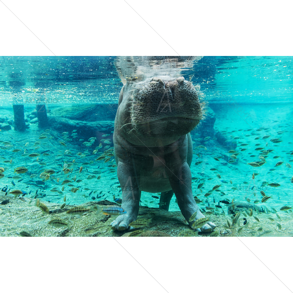 Hippopotamus, Tampa Florida — custom-size art design 5011553