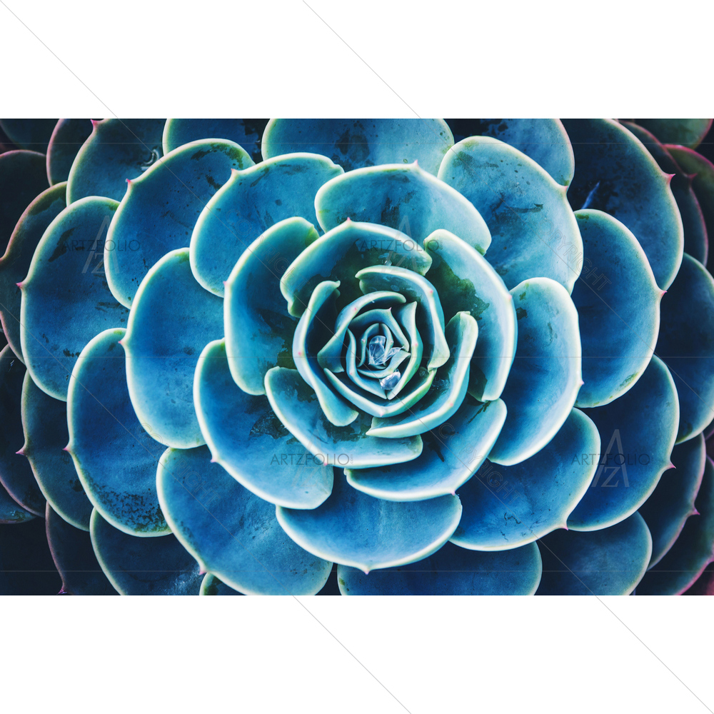 Cactus Succulent Plant Image — custom-size art design 5011573