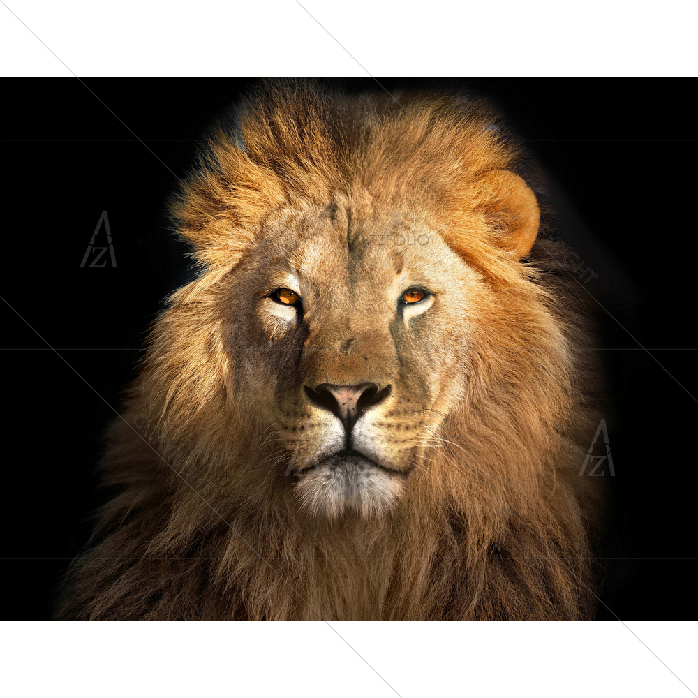 King Lion D2 — custom-size art design 5011585