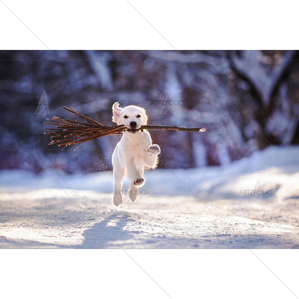 Golden Retriever Puppy on Snow D1 — Devotional custom art by ArtzFolio