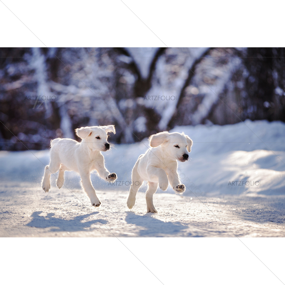 Golden Retriever Puppies Running — custom-size art design 5011605