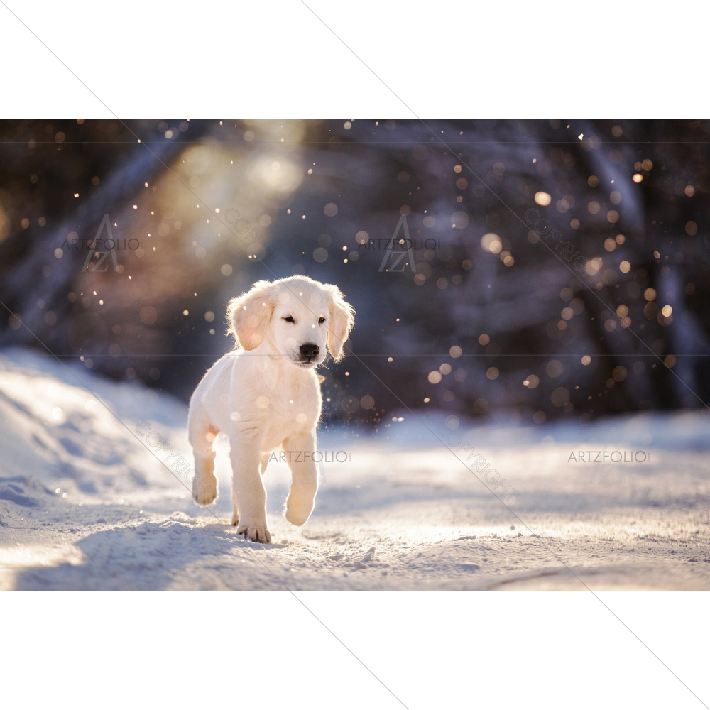 Golden Retriever Puppy on Snow D2 — custom-size art design 5011606