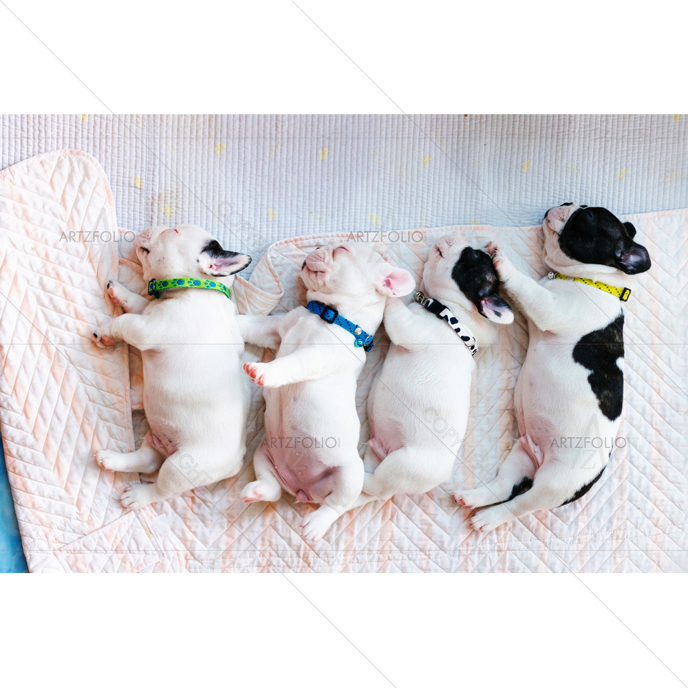 Baby French Bulldog — Animals custom art by ArtzFolio