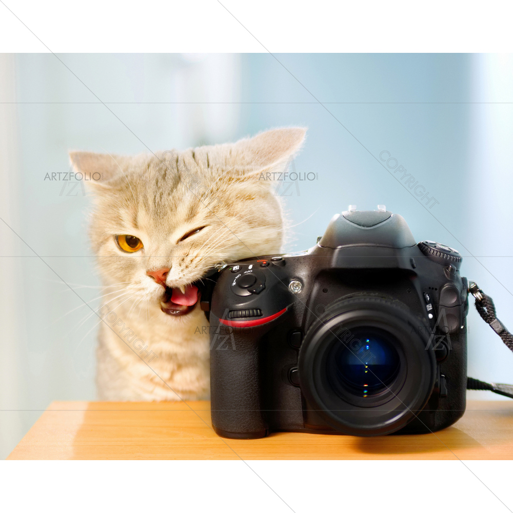 Cat with Camera — custom-size art design 5011631