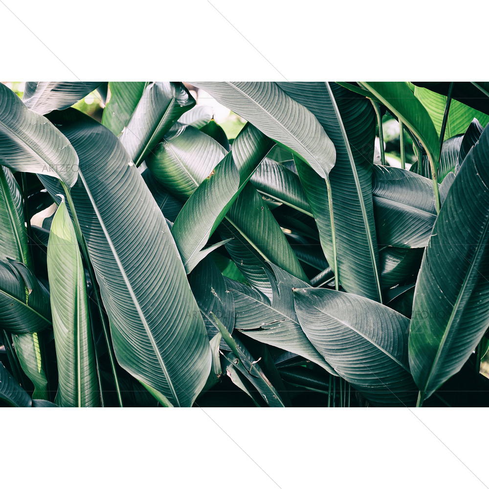 Tropical Leaves D1 — Botanical custom art by ArtzFolio