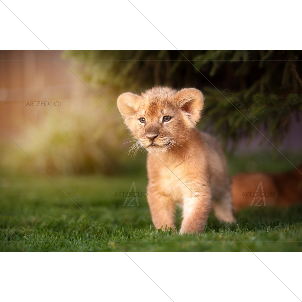 Young Lion Cub — African custom art by ArtzFolio