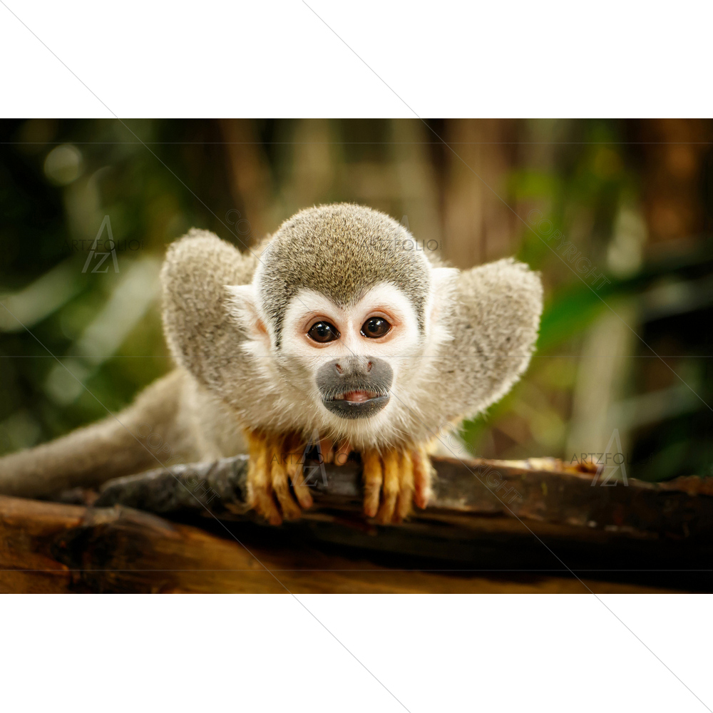 Squirrel Monkey, Amazon — custom-size art design 5011707