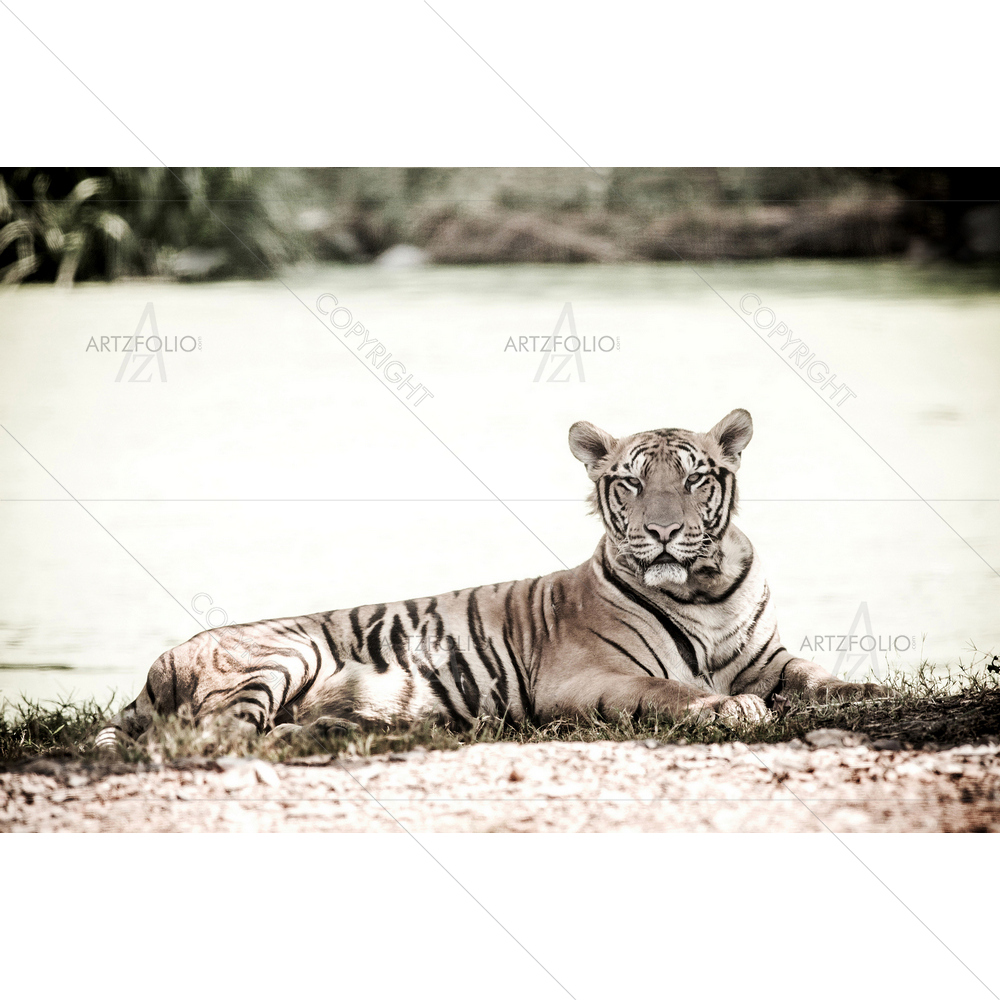Bengal Tiger Resting — African custom art by ArtzFolio