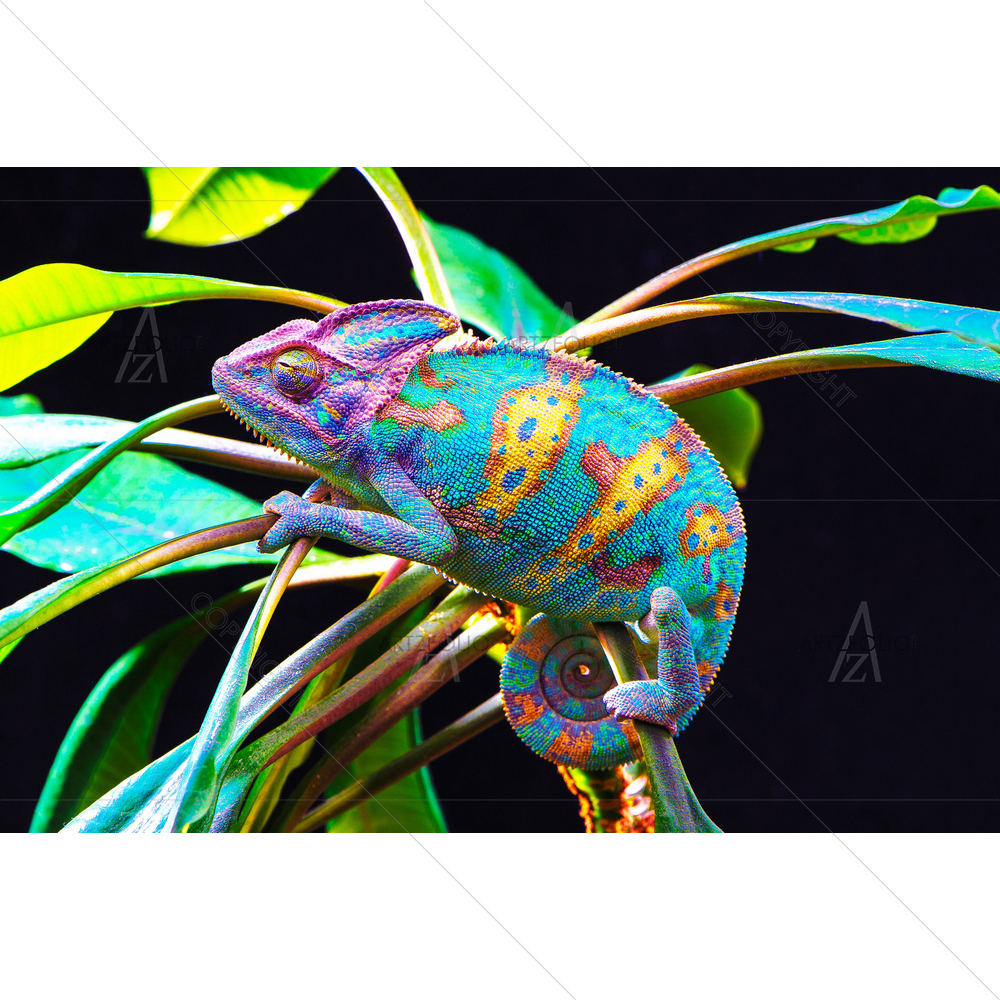 Yellow Chameleon — custom-size art design 5011802