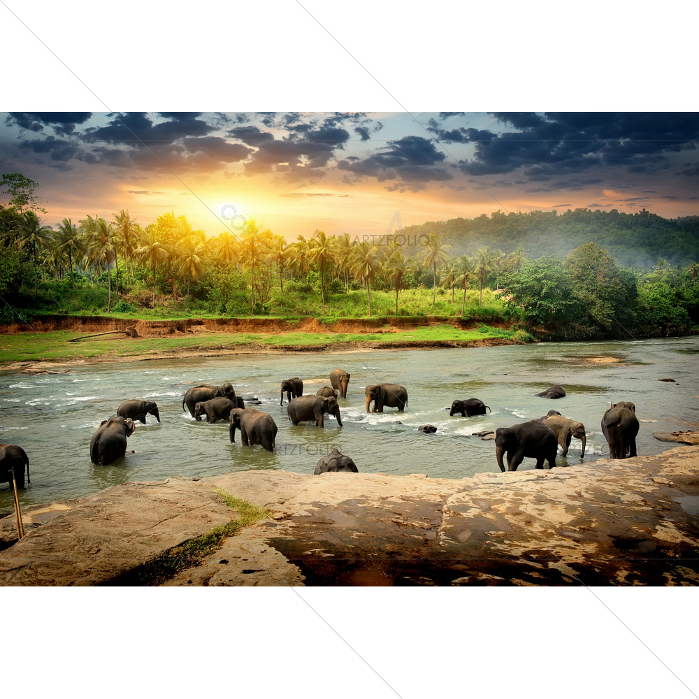Elephants Herd Bathing, Sri Lanka — Animals custom art by ArtzFolio