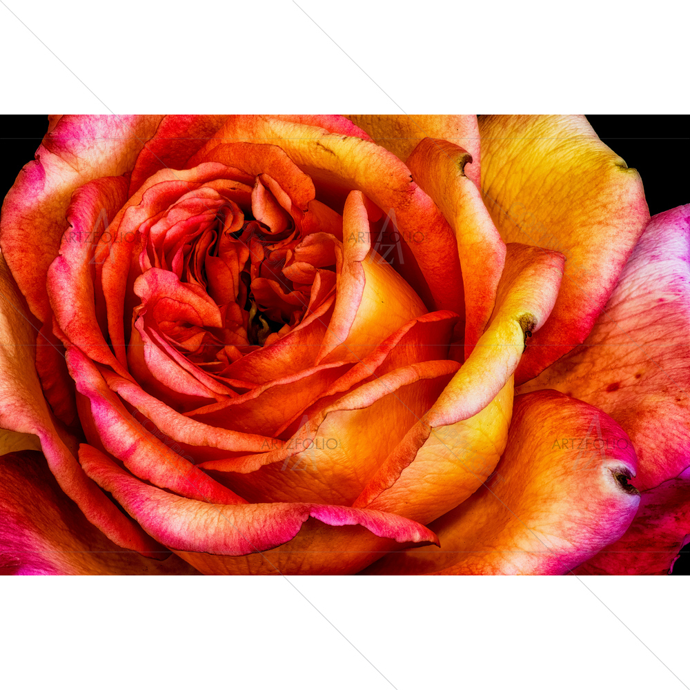 Colorful Macro Flower Portrait — custom-size art design 5011974