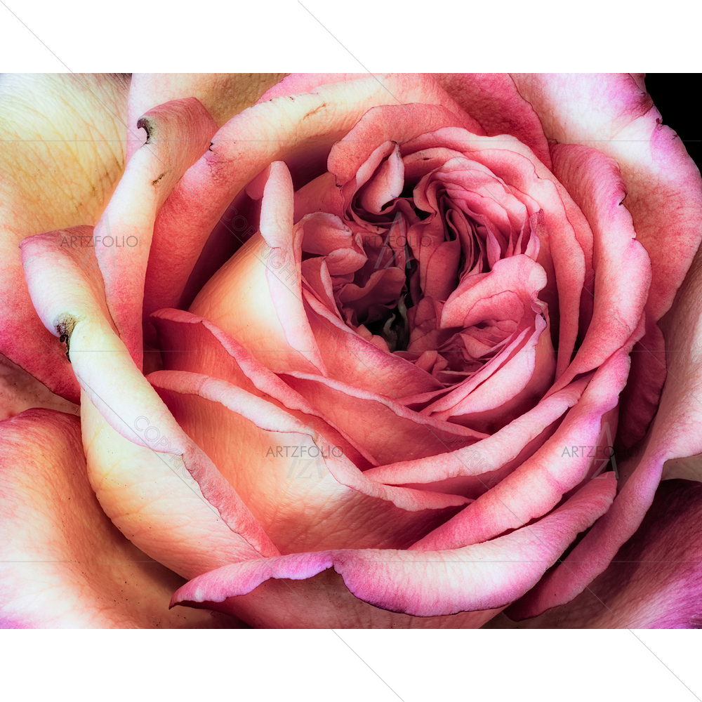 Still Life Colorful Rose Blossom D1 — custom-size art design 5011982