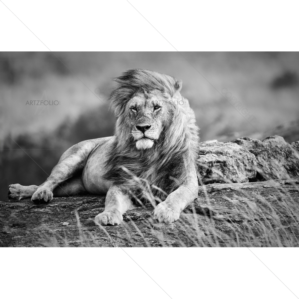 Lion Resting, African Savannah, Kenya — Adult custom art by ArtzFolio