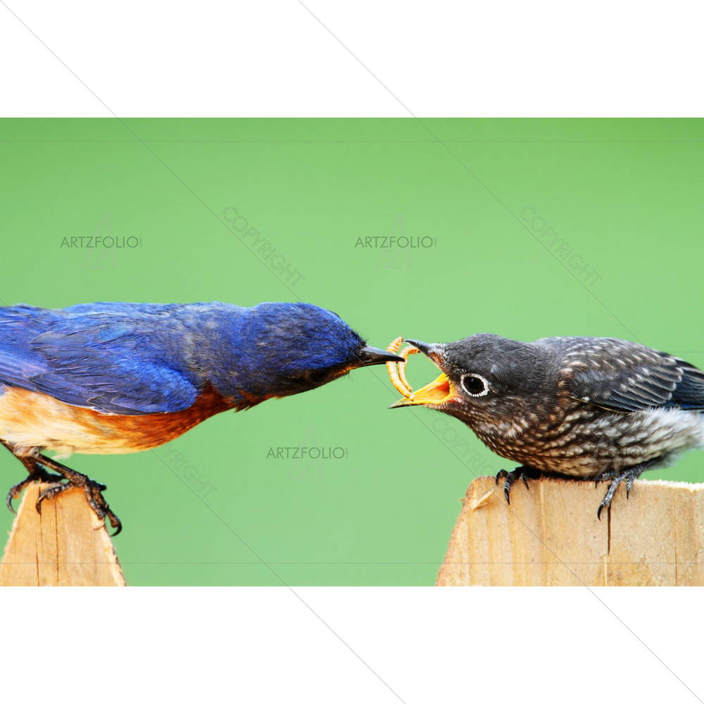 Male Eastern Bluebird feeding Baby — Animals custom art by ArtzFolio