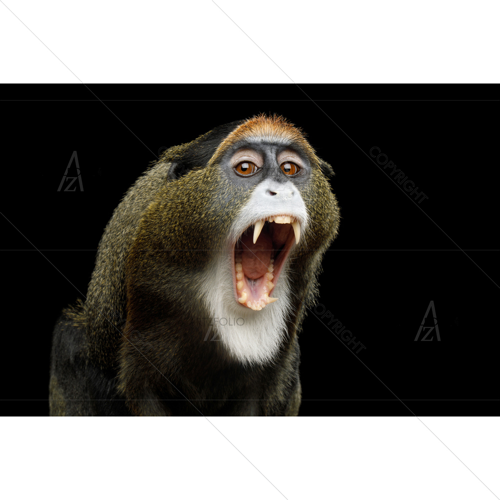 Yawn De Brazza's Monkey Portrait — custom-size art design 5012114